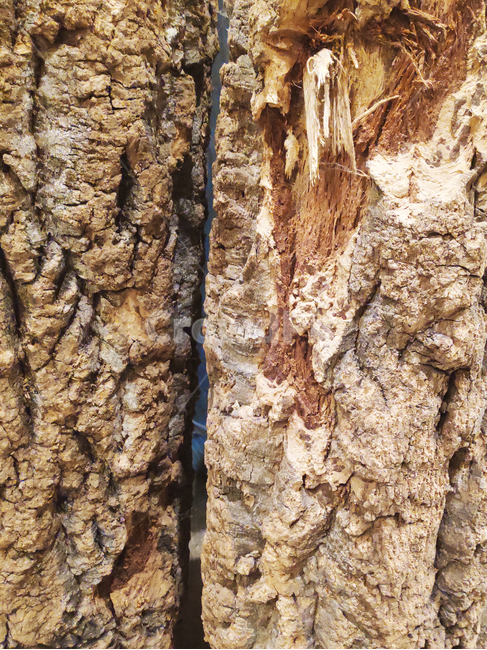 rock,록,나무,tree,식물,자연,plant,nature,나무,trees,wood