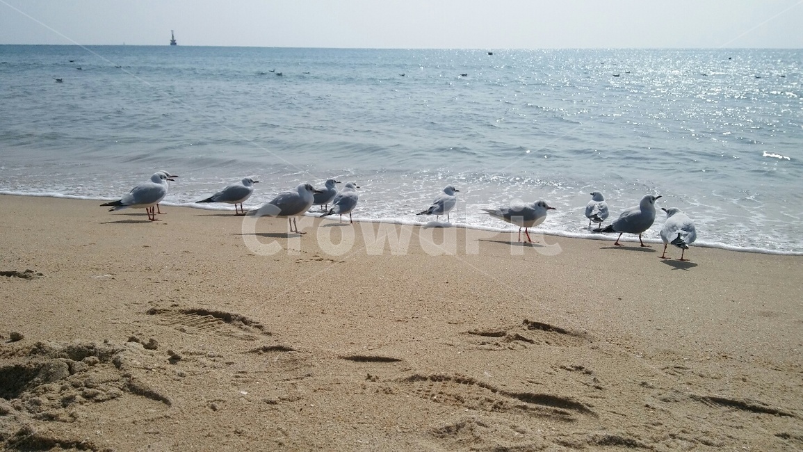 갈매기,바다,모래,부산,발자국,동물,animal,조류,새,birds