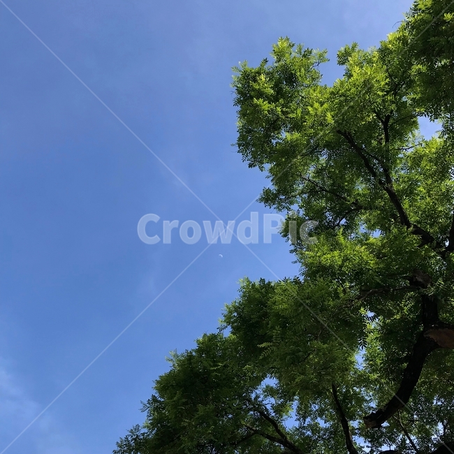 하늘,나무,파란하늘,자연,초록색,나뭇잎,맑은하늘,sky,tree,자연,풍경,nature,landscape,식물,plants,나무,trees,wood,plant,tree trunk,나무 줄기