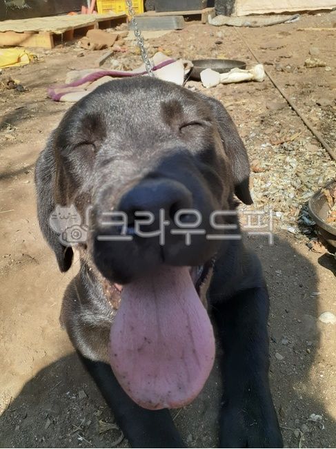 Pets,animal,labrador retriever,dog,pet