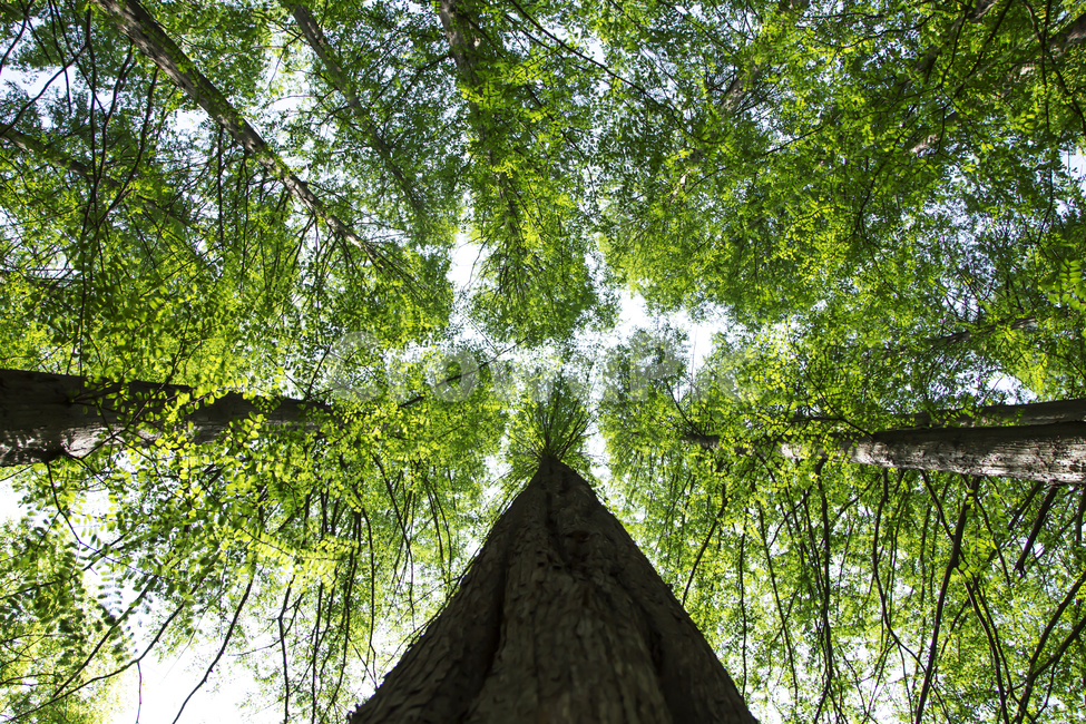 나무,푸른,성장,봄,새싹,식물,여름,자연,식물,자연,plants,nature,나무,trees,wood