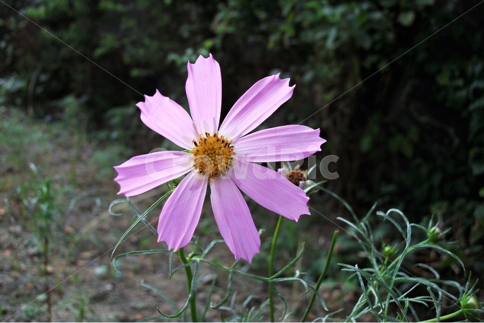 코스모스,꽃,식물,자연,늦여름,가을,가냘픈,가녀린,cosmos,plant,bloom,flower,latesummer,fall,식물,자연,plants,nature,꽃,flower