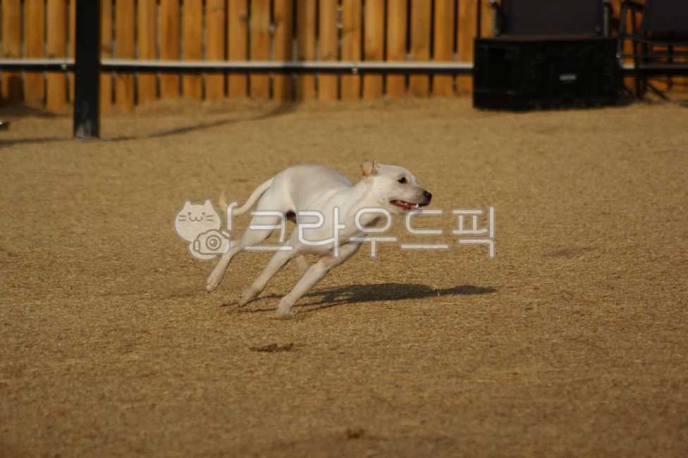 개,강아지,달리기,질주,뛰다,런닝,반려견,시고르자브종,에너지,애완견,반려동물,애완동물,동물,흰색,하얀색,풀,잔디,야외,실외,공원