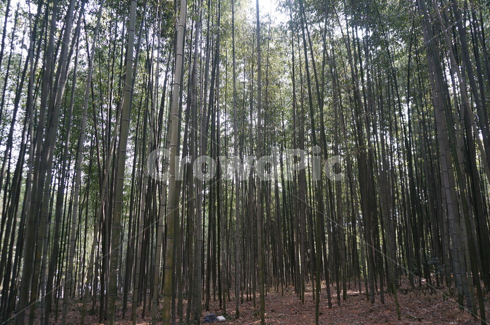 대나무숲,대나무,나무,밤부,대나무숲속,산,식물,자연,plants,nature,나무,trees,wood