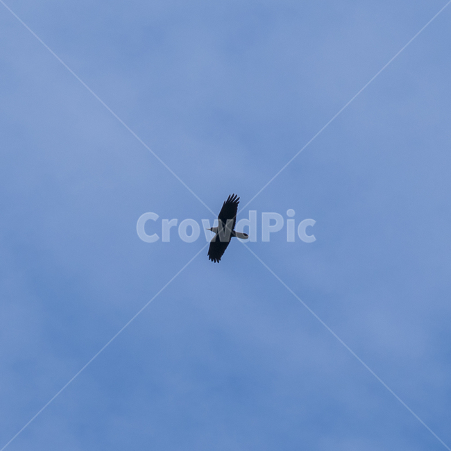 새,풍경,하늘,창공,날개,날다,자유,바람,촬영,사진,동물,animal,조류,새,birds