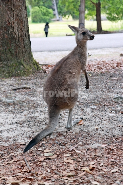 캥거루,kangaroo,모리셋,귀여운,moriset,동물,animal,포유류,mammal