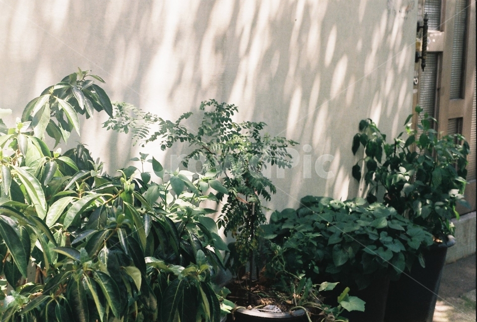 필름사진,식물,그림자,초록,나무,필름카메라,감성,감성사진,식물,자연,plants,nature,감성,sensible,feeling