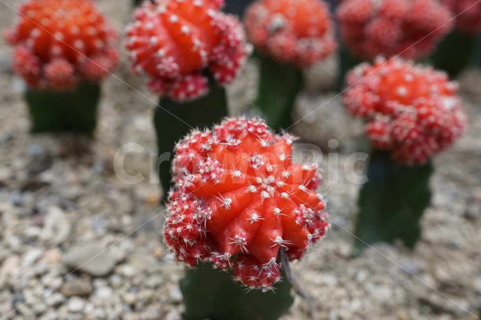 다육식물,선인장,접사,자연,빨간색,식물,자연,plants,nature