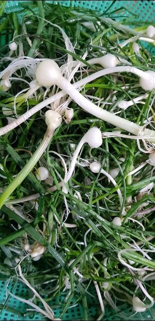 plant,식물,달래,봄나물,food,음식