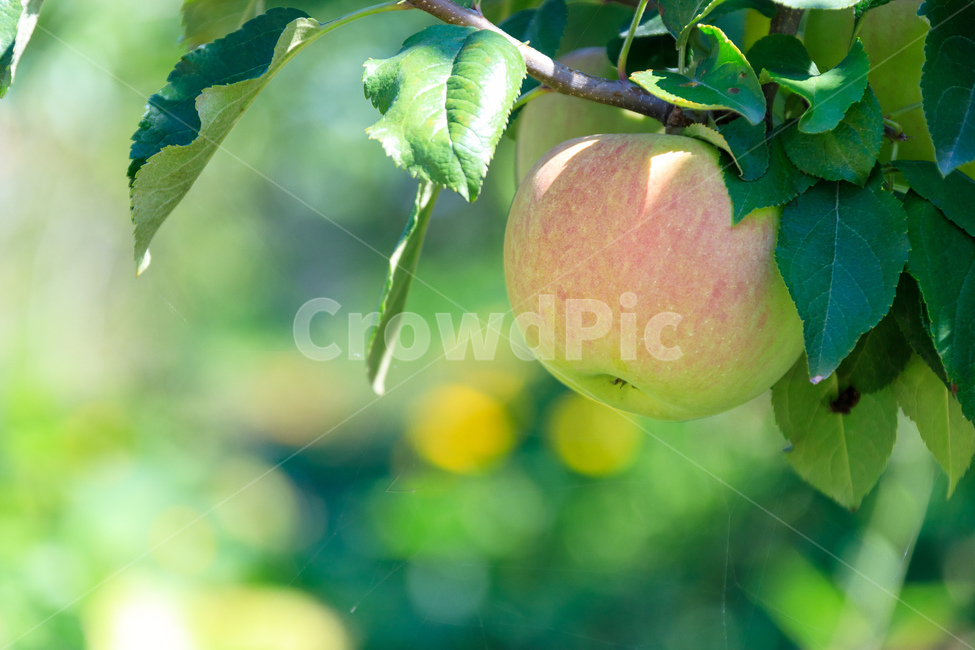 사과,나무,과일나무,사과나무,과수원,과일,농업,수확,식물,자연,plants,nature,과일,열매,fruit,산업,industry,industrial,농업,농사,agriculture,farming,farming industry