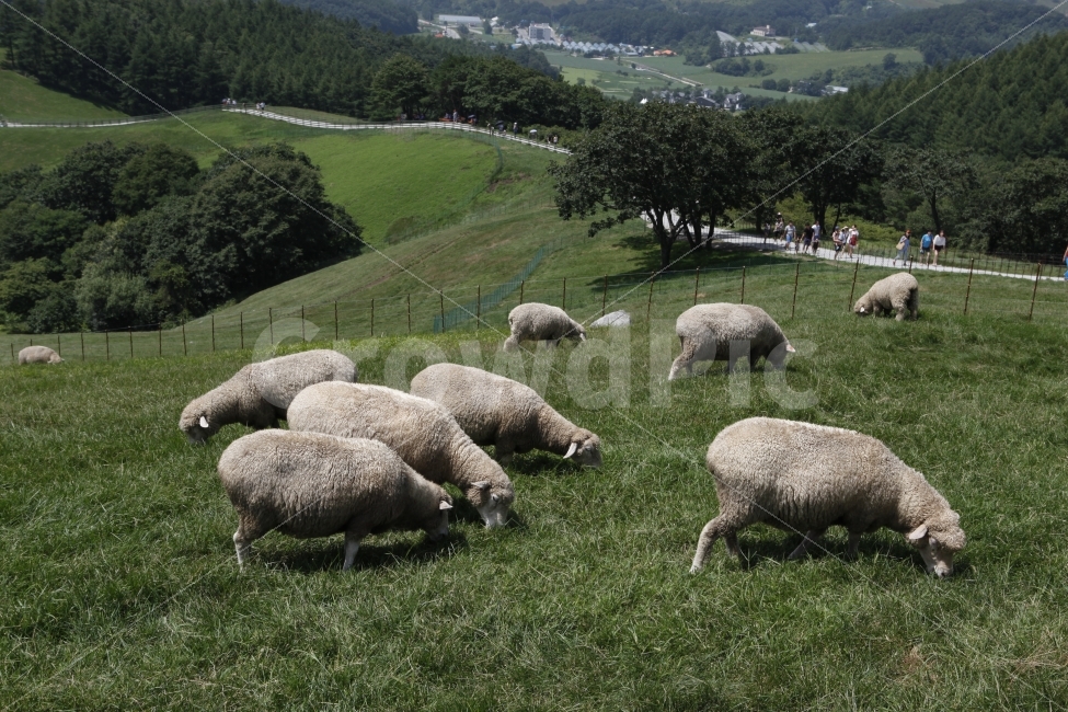 겨울,내일로,양,삼양목장,강원도,여행,동물,animal,포유류,mammal,산업,industry,industrial,목축업,목장,livestock farming,ranching,pasture