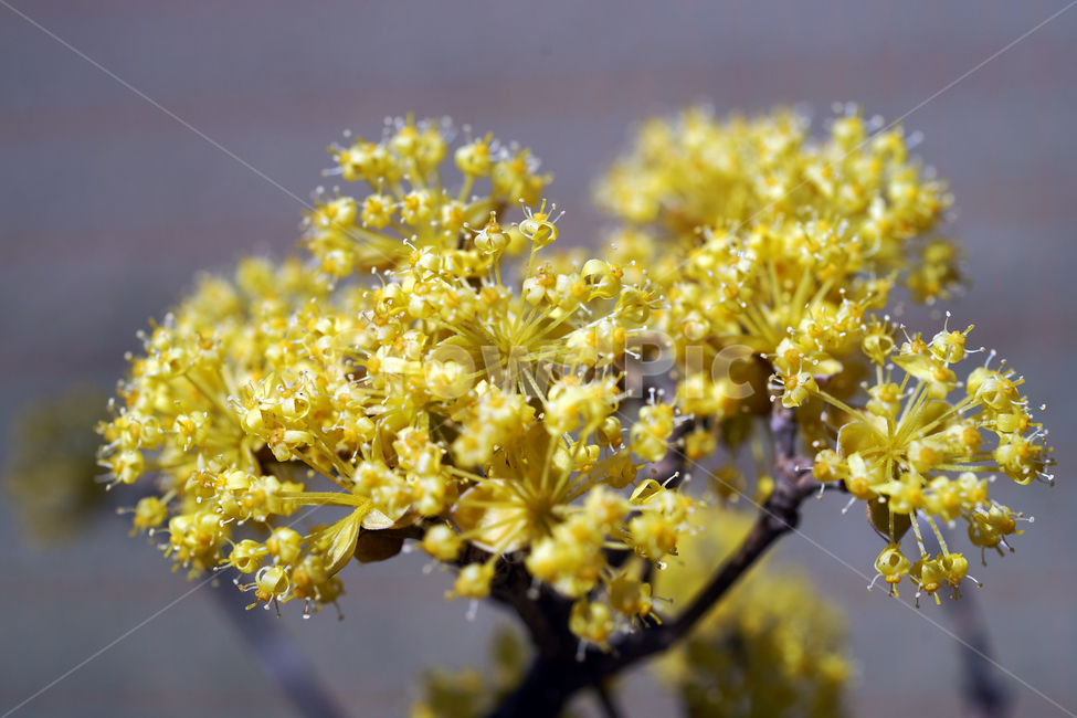 산수유,봄,계절,노란색,식물,자연,식물,자연,plants,nature,꽃,flower