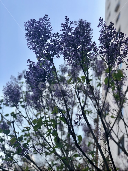 라일락,꽃,flower,자연,나무,풍경,보라색,nature,tree,purple,lilac,식물,자연,plants,nature,꽃,flower