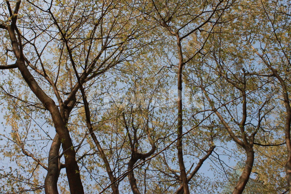하늘,나무,풍경,봄,여름,sky,tree,view