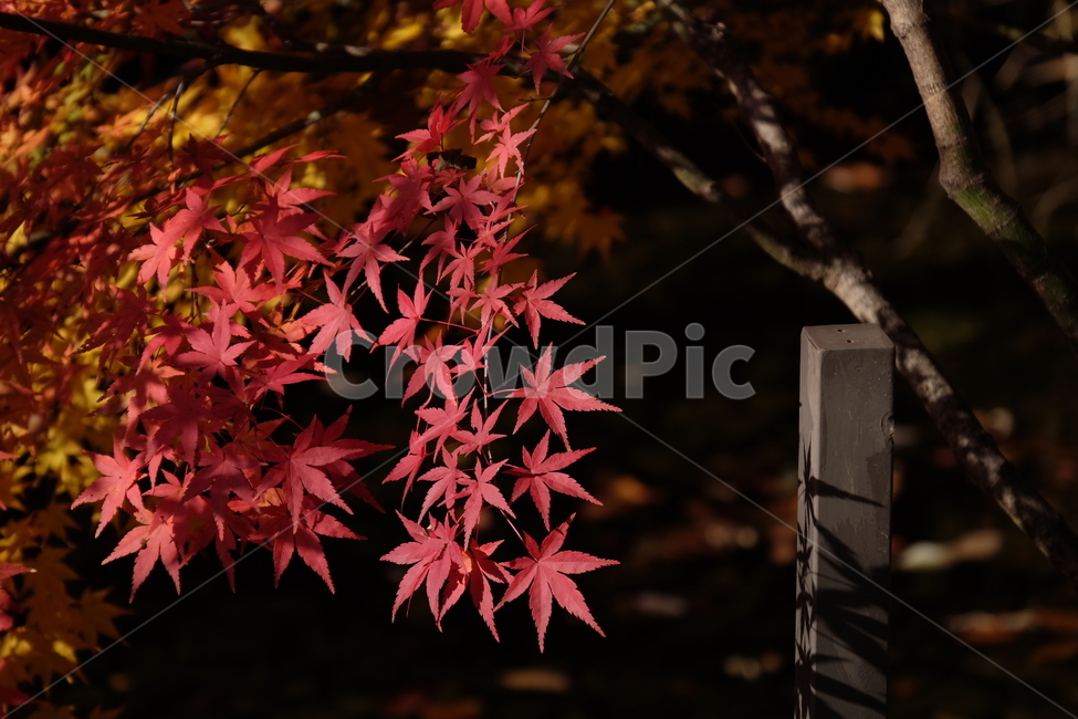 단풍,나무,가을,자연,식물,노란,노랑,fall,tree,주황,nature,red,yellow,붉은,plant,가을,계절,fall,autumn,season,자연,풍경,nature,landscape,leaf,잎