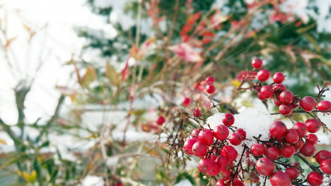 눈,열매,빨간열매,쌓인눈,보리수,음식,식재료,요리,food,cook,meal,dishes,food reserves,과일,열매,fruit,감성,sensible,feeling