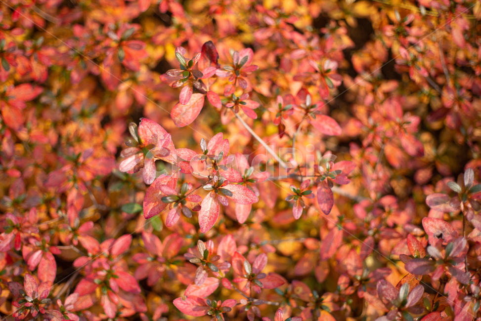 단풍,fallfoliage,가을,autumn,fall,나뭇잎,leaf,가을,계절,fall,autumn,season,plant,식물,잎,tree,나무
