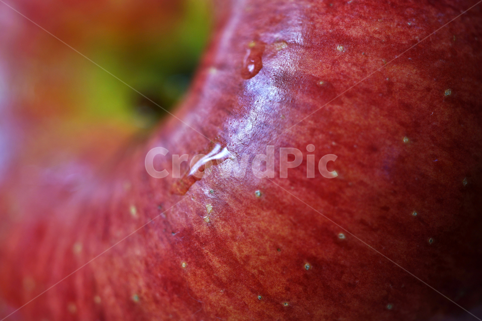 사과,과일,열매,식물,apple,fruit,음식,부사,빨간사과,과일,열매,fruit