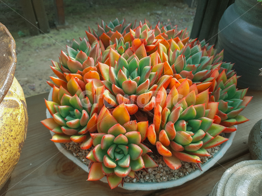 plant,식물,선인장,풀,다육이
