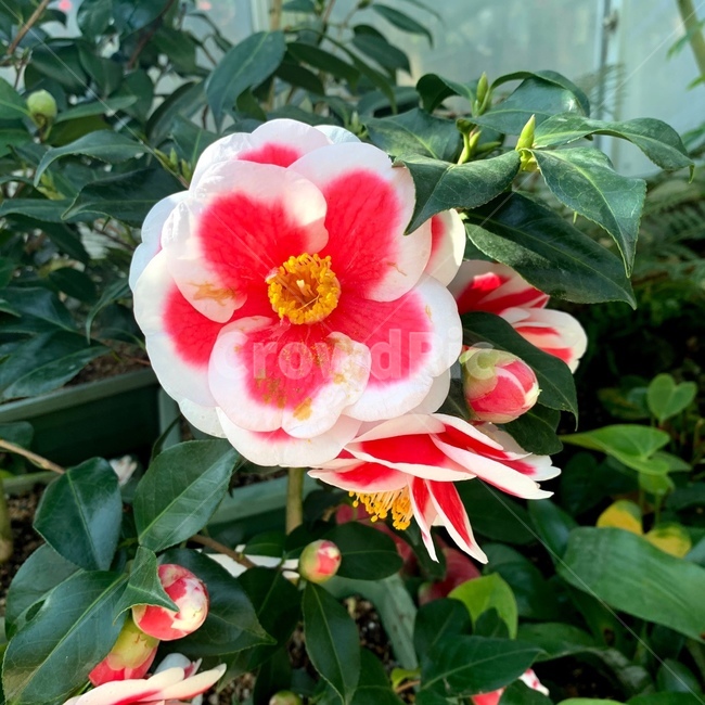 꽃,식물,plant,flower,blossom,자연