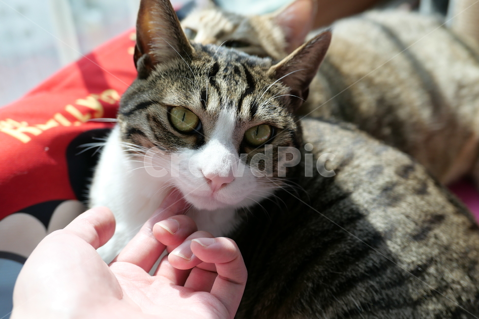 고양이,코숏,길고양이,동물,반려묘,반려동물,cat,kitten,animal,동물,animal,포유류,mammal,고양이,cat,kitten,kitty