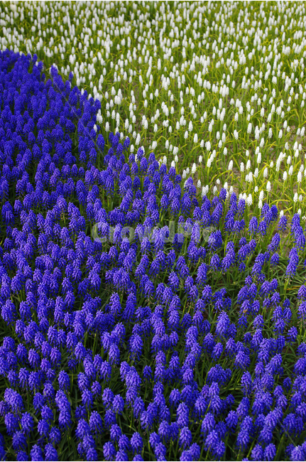 식물,flower,plants,nature,꽃,꽃밭,color,축제,festival,식물,자연,plants,nature,꽃,flower