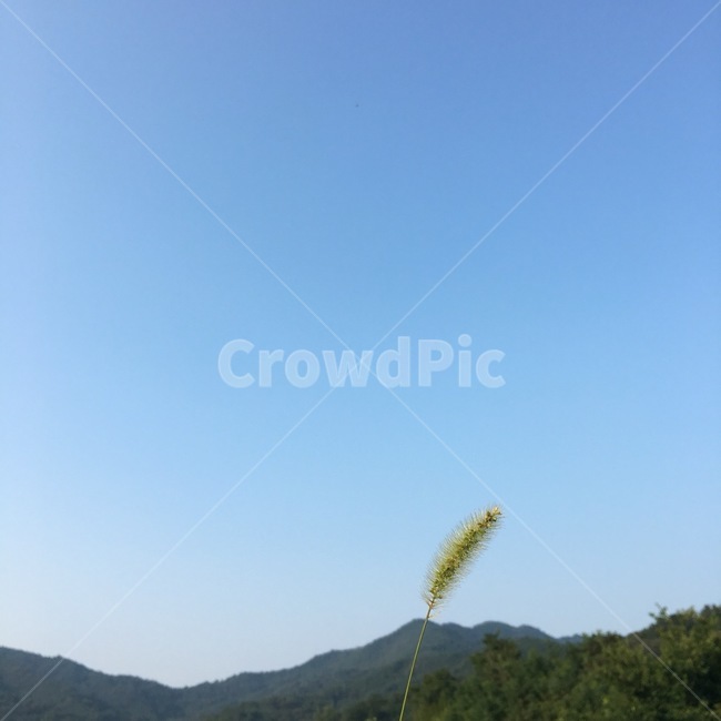 하늘,강아지풀,산,자연,풍경,식물,자연,plants,nature