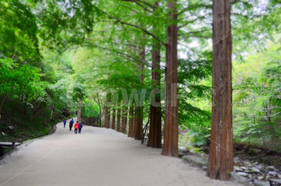 등산,순창강천산,메타세퀘아이어,산책,가을,나무,녹색,자연,풍경,nature,landscape,한국자연풍경,한국자연경관,korea nature landscape,식물,plants,나무,trees,wood,person,사람,human,인간,outdoors,옥외,garden,정원,plant,tree