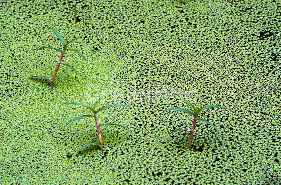 수생,물,웅덩이,식물,자연,식물,자연,plants,nature