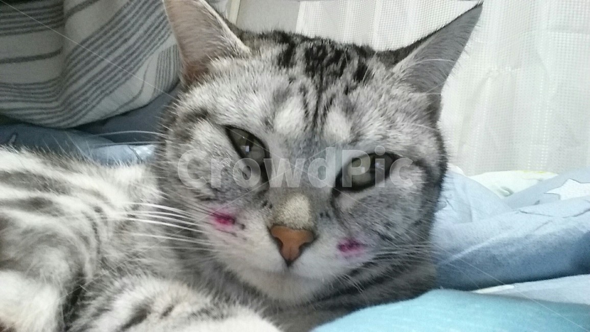 고양이,cat,애완동물,pet,동물