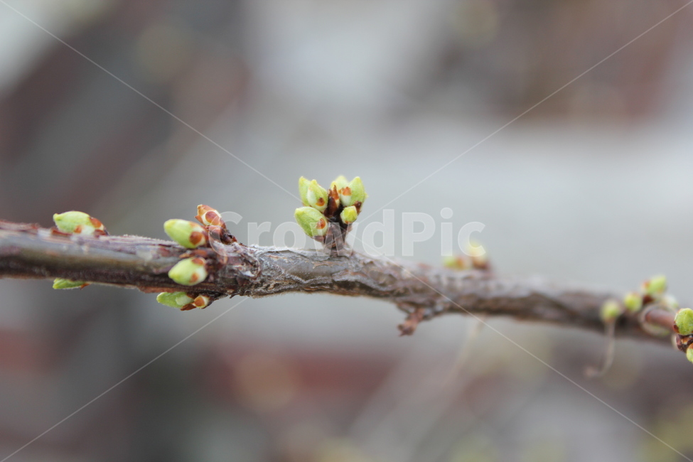 plant,식물,tree,flower,꽃,싹,새싹,나무,앵두나무,식물,자연,plants,nature