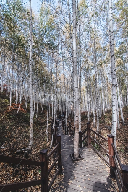 tree,나무,plant,식물,자작나무,인제자작나무,원대리자작나무,자작나무숲,자연,풍경,nature,landscape,식물,plants,나무,trees,wood
