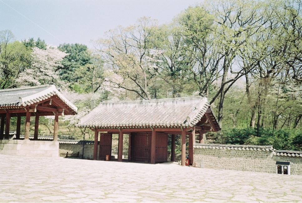 봄,종묘,봄꽃,벚꽃,벚꽃풍경,필름카메라,필름,감성사진,고즈넉,봄종묘,궁,한국랜드마크,오래된궁,오래된길,한국전통,한국문화,korean traditional,korean culture,랜드마크,landmark,tourist attraction,한국랜드마크,한국관광지,한국명소,korea landmark,korea tourist attraction