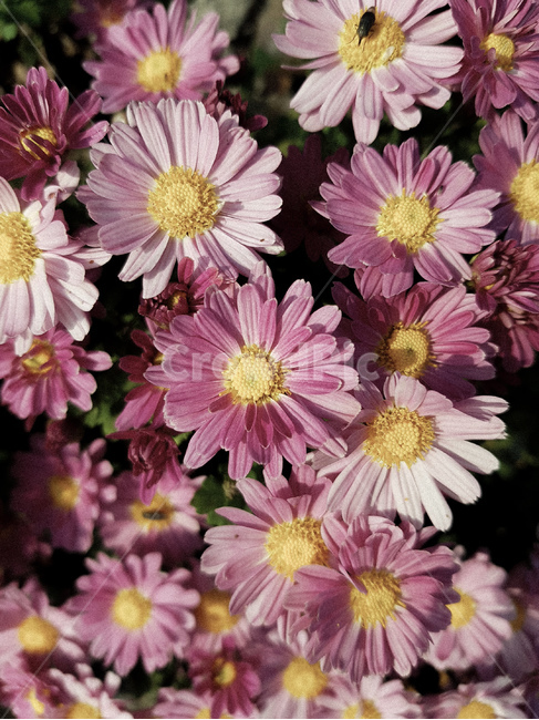 꽃,국화,가을,분홍색,flower,식물,자연,plants,nature,꽃,flower