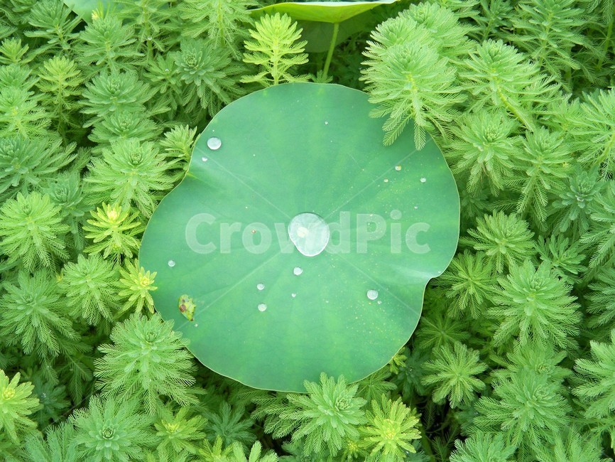 연꽃,물방울,여름,그린,초록,상쾌한,식물,자연,plants,nature
