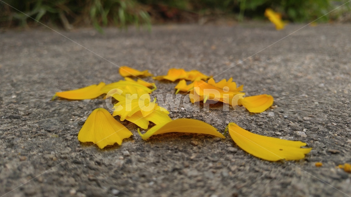 꽃잎,노랑색,회색,아스팔트,배경,감성,petal,yellow,gray,asphalt,background,emotional