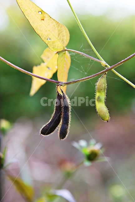 식물,잡초,열매,울타리,철망,자연,가을,추수,수확,식물,자연,plants,nature