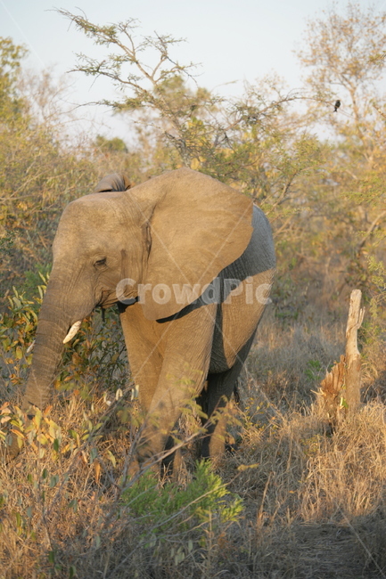 mammal,포유류,animal,동물,코끼리,elephant,야생동물,wildlife,동물,animal,포유류,mammal