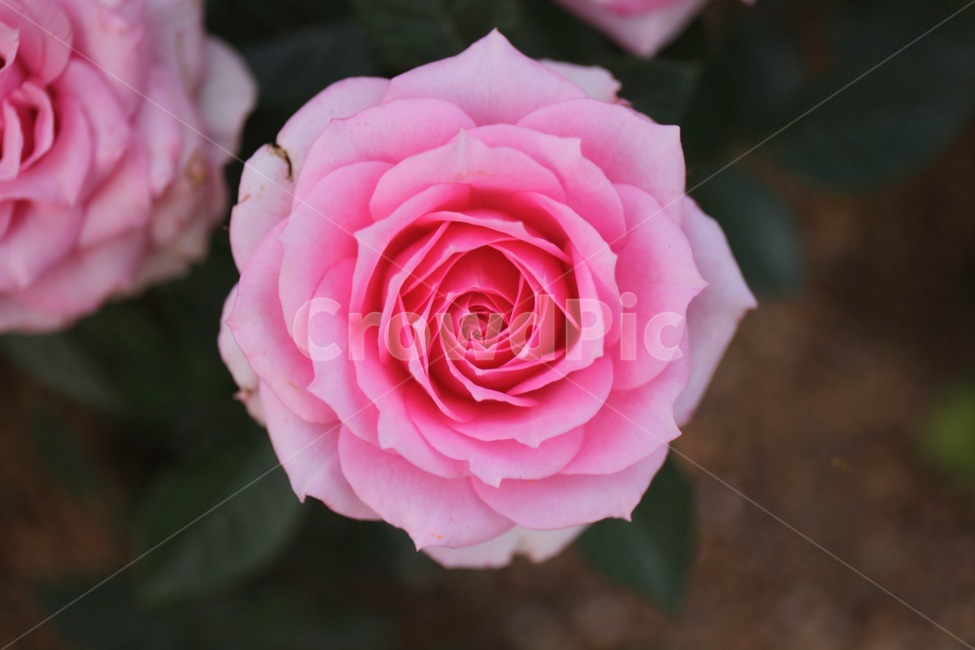 꽃,화훼,플라워,flower,flowergarden