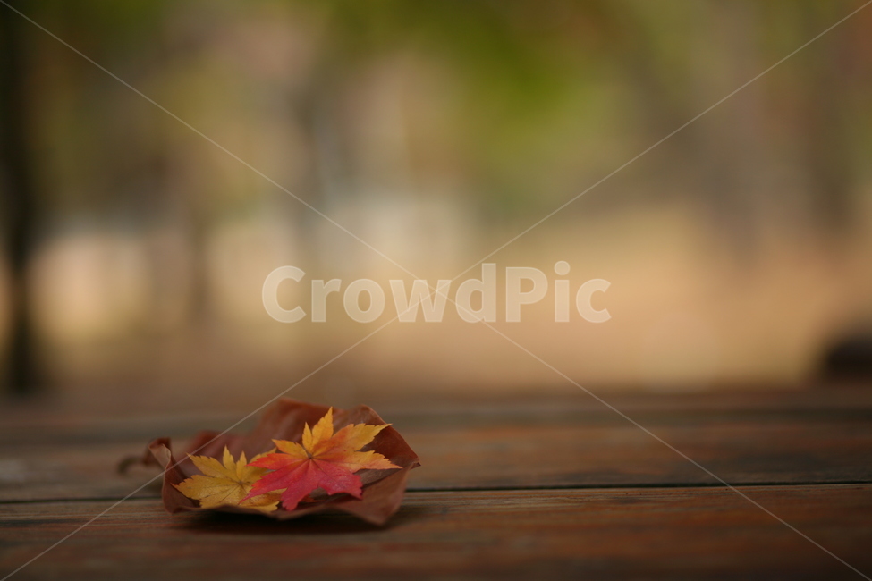 식물,잎,단풍,가을,나뭇잎,가을,계절,fall,autumn,season,식물,자연,plants,nature,leaf,plant,tree,나무