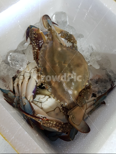 게,간장게장,음식,날것,꽃게,수산물,해산물,fishery products,seafood