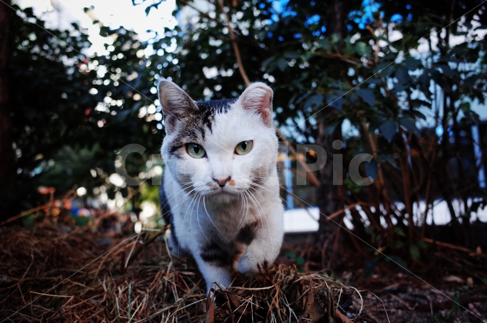 	고양이,길고양이,길냥이,애완동물,반려동물,생명,포유류,야생동물,야생,길짐승,짐승,자연,cat,kitty,kitten,cute,lovely,adorable,pet,animal,street,streetcat,stray,straycat,wild,wildlife,wildcat,wildanimal,nature,natural,beauty,beautiful,예쁜사진,배경화면,바탕화면,감성사진,동물,animal,포유류,mammal,고양이,cat,kitten,kitty