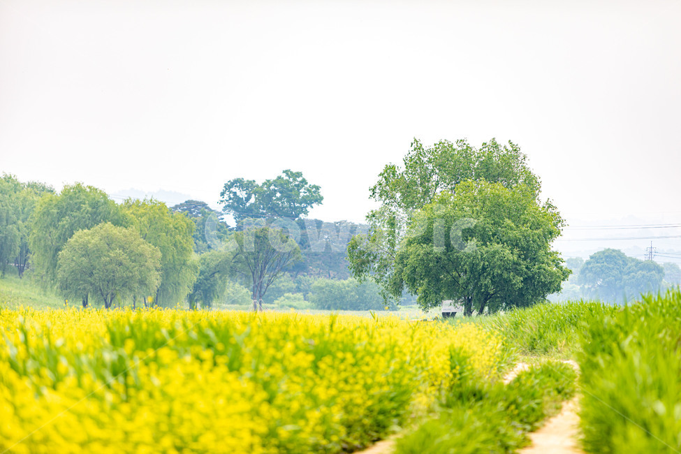 봄,유채꽃,축제,꽃,자연,봄,계절,spring,season,자연,풍경,nature,landscape,grassland,목초지,field,들,outdoors,옥외