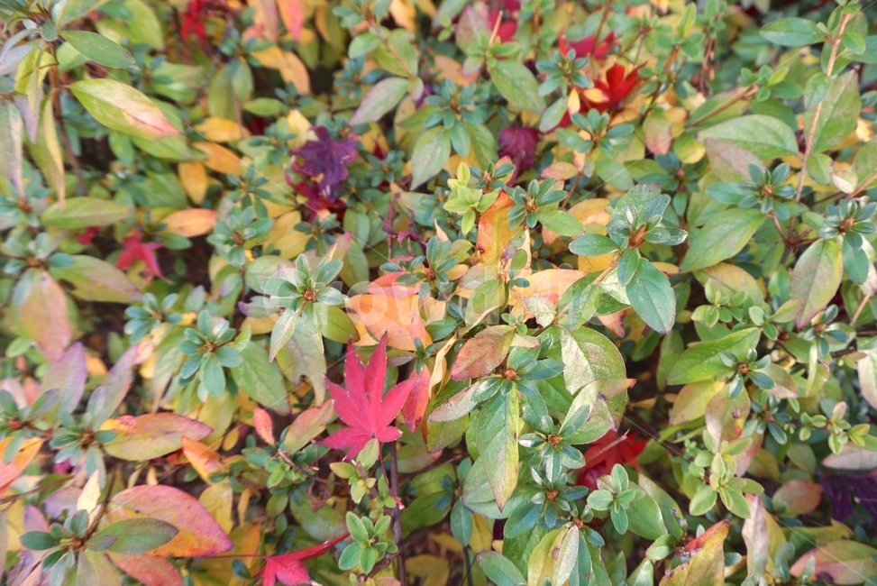 단풍,낙엽,나뭇잎,잎,가을,산책,세월,11월,가을,계절,fall,autumn,season,식물,자연,plants,nature,plant,leaf