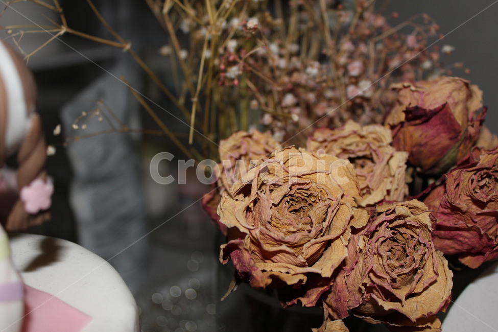 blossom,rose,장미,plant,식물,flower,꽃,말린꽃,말린장미,자연,인조,어두움,지침,소소,꽃,flower