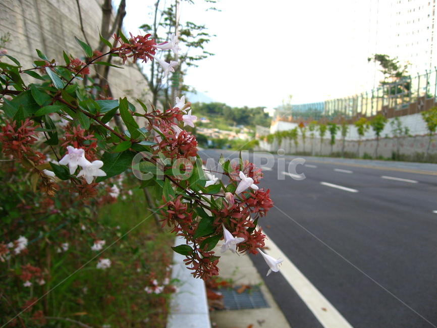 도로,road,꽃,야생화,식물,아스팔트,plant