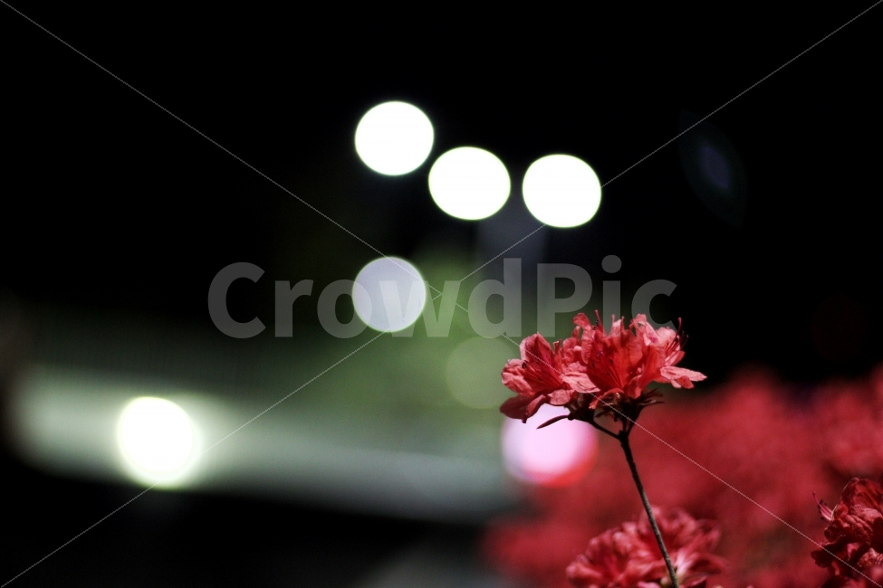 연산홍,꽃,저녁,감성,아웃포커싱,빨간색,식물,자연,plants,nature,꽃,flower,감성,sensible,feeling
