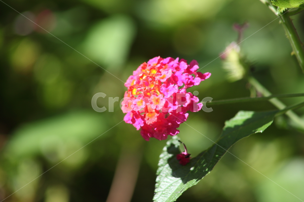 plant,식물,flower,꽃,lantana,란타나,식물,자연,plants,nature,꽃,flower