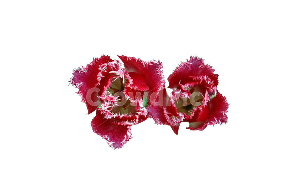 자연,꽃,flower,빨간꽃,red,plant,식물,blossom,패랭이