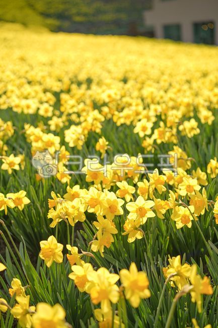 spring flowers,spring,daffodil,yellow flower,flower